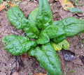 Spinach Seeds 500 Count Bloomsdale Long Standing Heirloom Non-GMO Vegetable Seeds for Home Garden