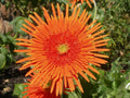 Orange Gerbera Spider Daisy Seeds - 50+ Pack, Gerbera jamesonii, Vibrant Orange Flowers, Perennial Garden Seeds