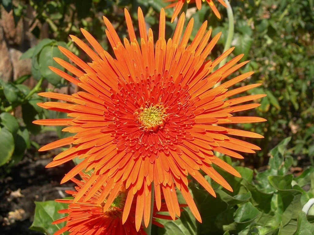 Orange Gerbera Spider Daisy Seeds - 50+ Pack, Gerbera jamesonii, Vibrant Orange Flowers, Perennial Garden Seeds
