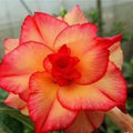 Double Red Yellow Desert Rose Seeds - Adenium obesum Perennial Seeds - 4 Pack for Gardens and Containers