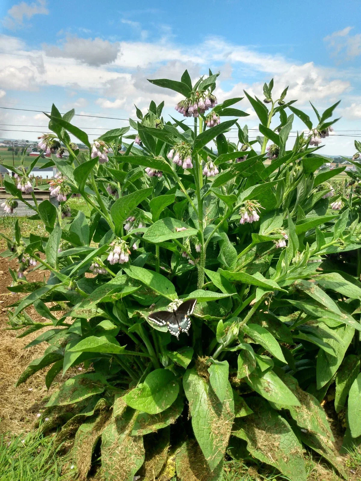 Comfrey Plant Cuttings - 12 Root Cuttings - Bocking #4 Symphytum uplandicum - Non-invasive Healing Herb for Soil Fertility