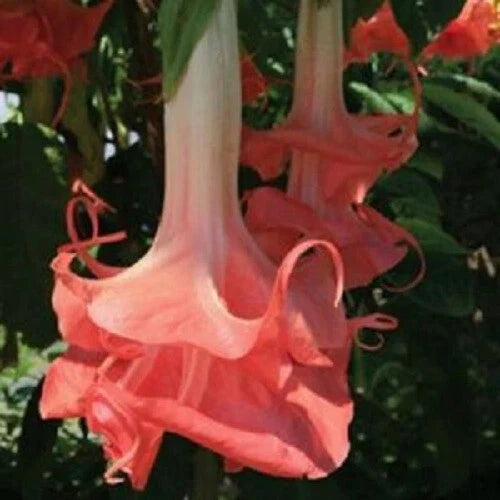 Double Pink Angel Trumpet Seeds – Brugmansia Datura Flower Seeds – Pack of 10 – Fragrant, Tropical Blooms for Gardens & Containers