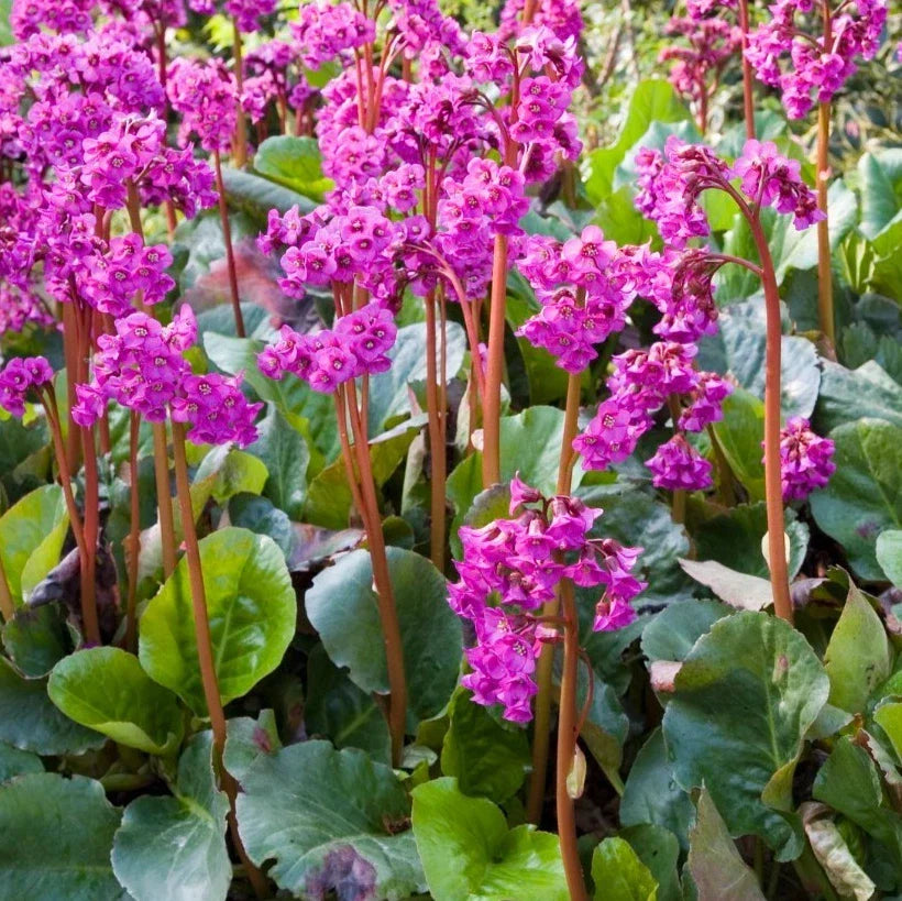 Bergenia Seeds - 20 Pack - Heartleaf Bergenia - Bergenia cordifolia - Perennial Ground Cover for Borders and Shade Gardens