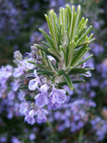 Rosemary Seeds - Non-GMO Heirloom Variety - Culinary Herb - Salvia rosmarinus - Multiple Sizes