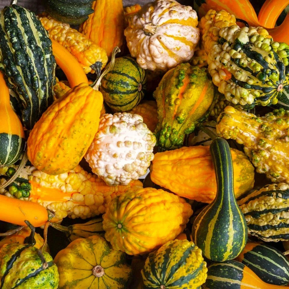 Small Warted Indy Mix Ornamental Gourd Seeds – Miniature Cucurbita pepo for Fall Decor and Crafts