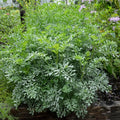 Live Rue Plant – 2 Healthy Plants in One Pot – Aromatic Herb (Ruta graveolens) – Culinary & Medicinal Use
