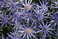Purple Sea Holly Seeds - 200+ Pack for Garden Planting - Eryngium planum - Drought-Tolerant Perennial for Borders & Pollinator Gardens