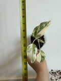 Rooted Variegated Monstera Albo Borsigiana Plant - Indoor Houseplant, Monstera deliciosa 'Albo' in 6-inch Pot