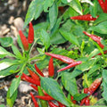 Thai Sun Hot Pepper Seeds – 25+ Pack, Capsicum annuum, Non-GMO, USA Grown, Spicy Peppers for Garden Planting