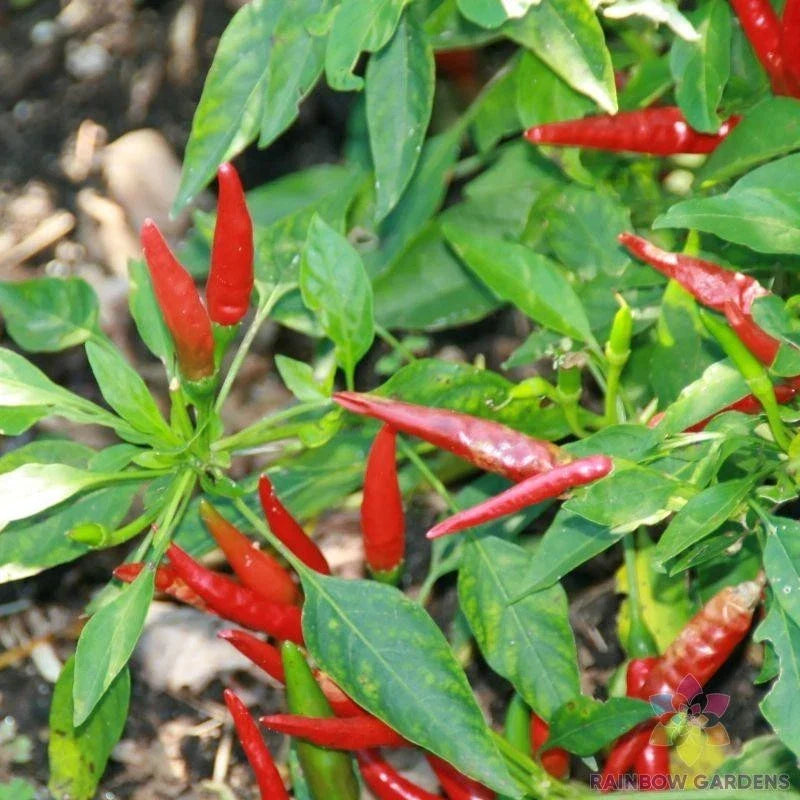 Thai Sun Hot Pepper Seeds – 25+ Pack, Capsicum annuum, Non-GMO, USA Grown, Spicy Peppers for Garden Planting