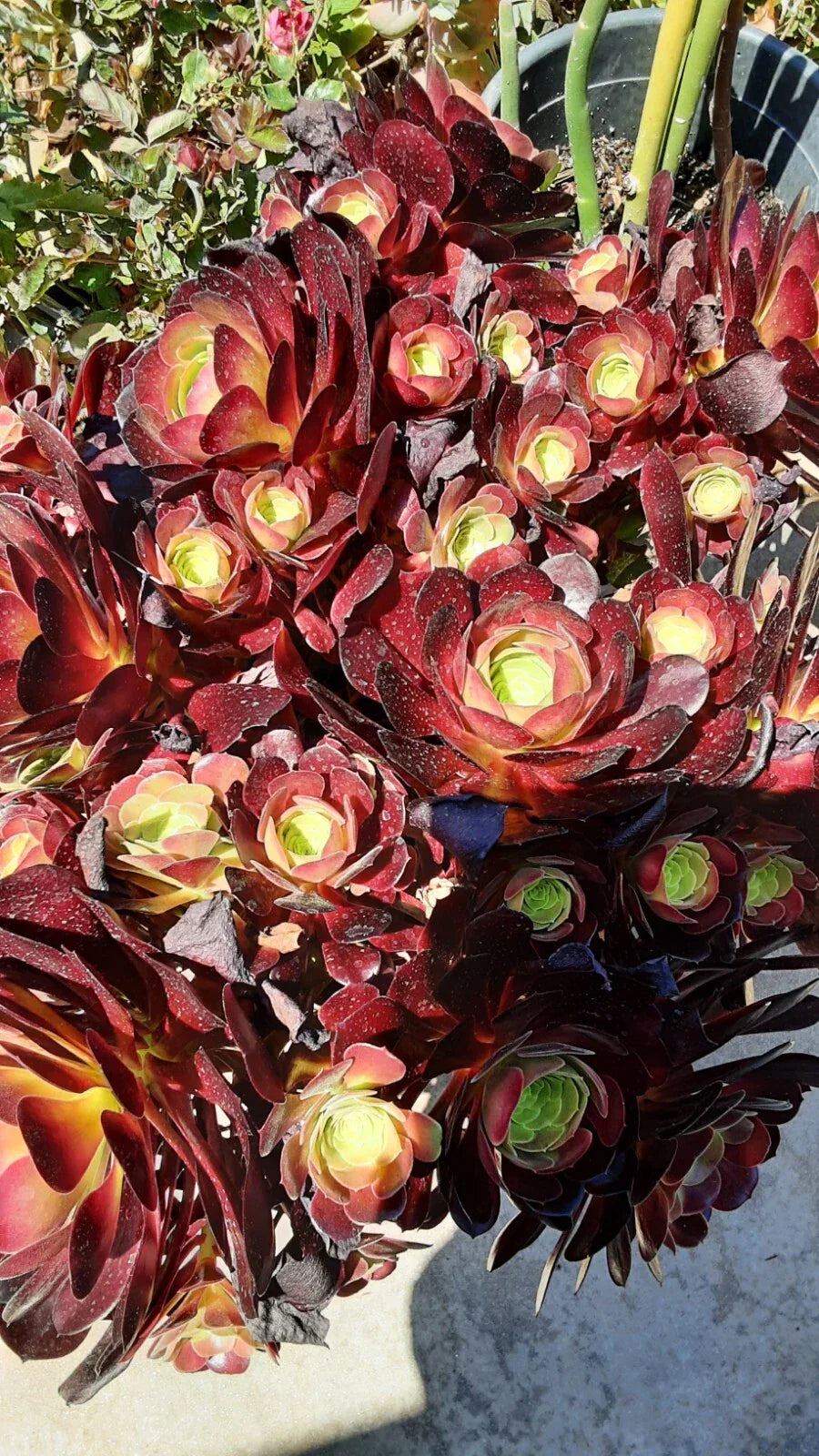 Live Rooted Succulent 4-5" Aeonium Purple Fire Cracker - Colorful Indoor Plant - Aeonium arboreum Zwartkop