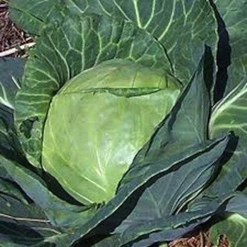 Late Flat Dutch Cabbage Seeds - Heirloom Non-GMO Brassica oleracea var. capitata, 100+ Seeds for Home Gardening & Cooking