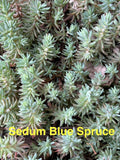 Sedum reflexum Ground Cover Plants - 10 Pack Blue Spruce Perennials, Drought Tolerant Succulents, Hardy Zones 4-8
