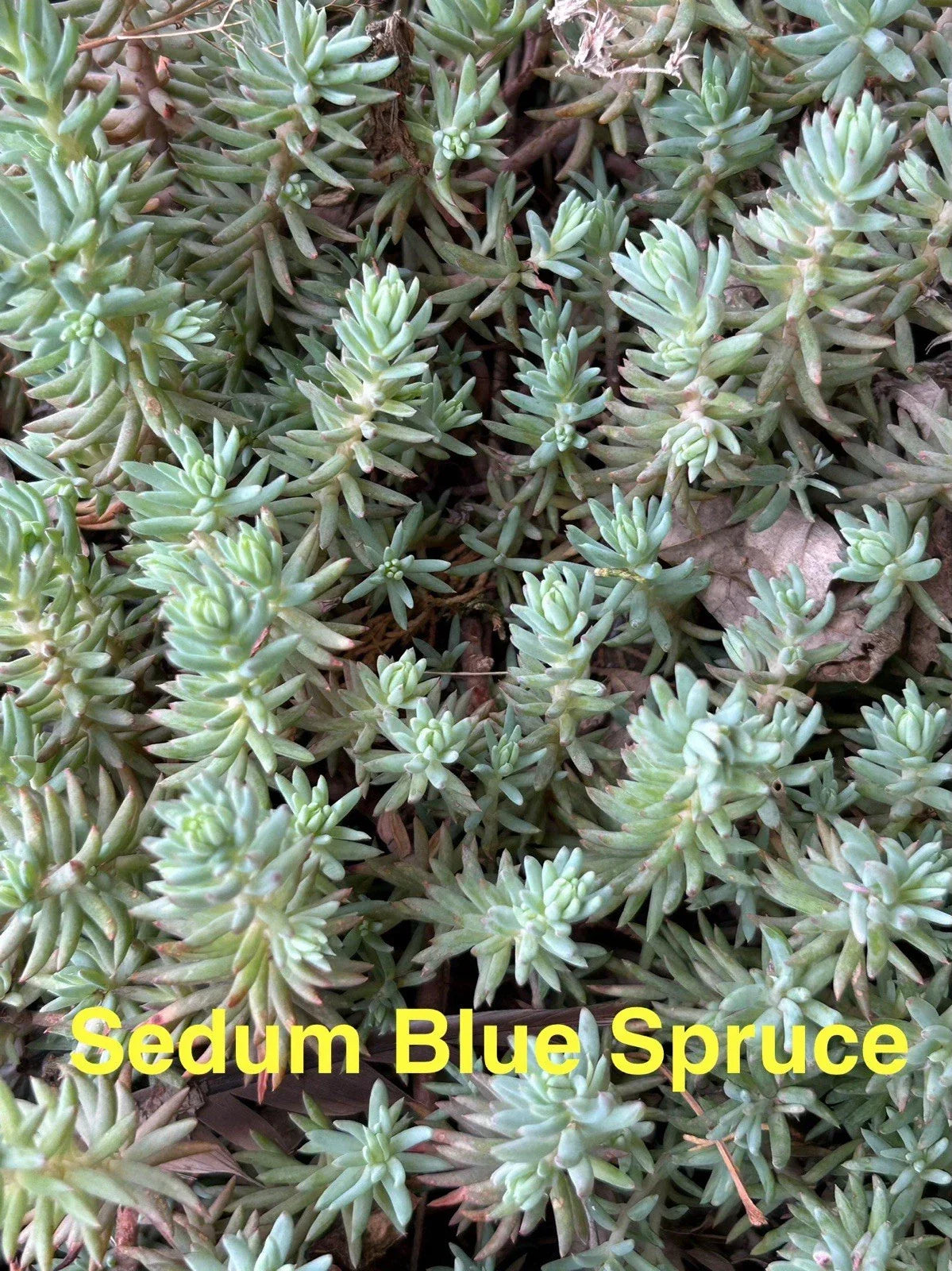Sedum reflexum Ground Cover Plants - 10 Pack Blue Spruce Perennials, Drought Tolerant Succulents, Hardy Zones 4-8