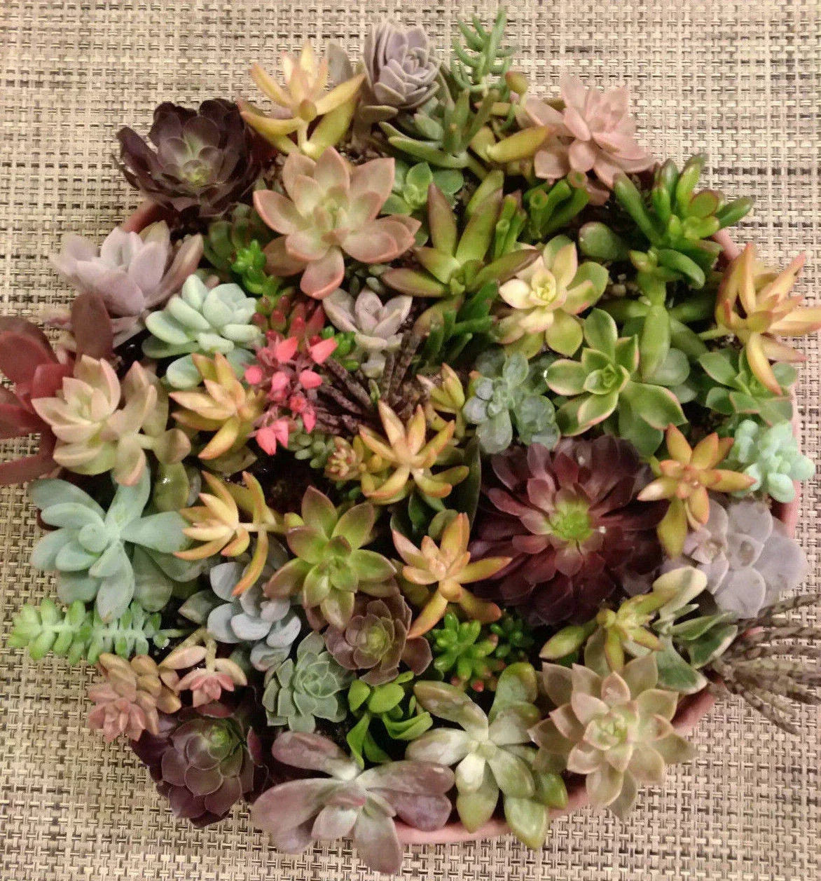 Succulent Cuttings Set with 25 Varieties | Echeveria, Sedum & More | Propagatable Indoor & Outdoor Plants