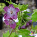 Mottisfont Rose Geranium Seeds - Pelargonium 'Mottisfont' for Garden, Container & Indoor Planting, Fragrant Blooms, Non-GMO, 25+ Pack