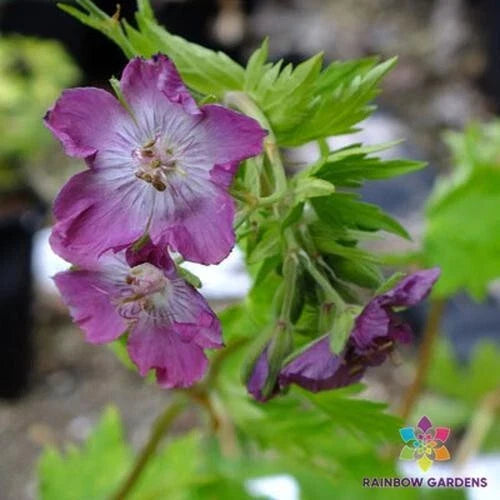Mottisfont Rose Geranium Seeds - Pelargonium 'Mottisfont' for Garden, Container & Indoor Planting, Fragrant Blooms, Non-GMO, 25+ Pack