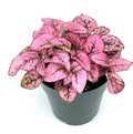 Hypoestes Pink Splash Live Potted House Plant 2.5" Pot, Air Purifying, Hypoestes phyllostachya