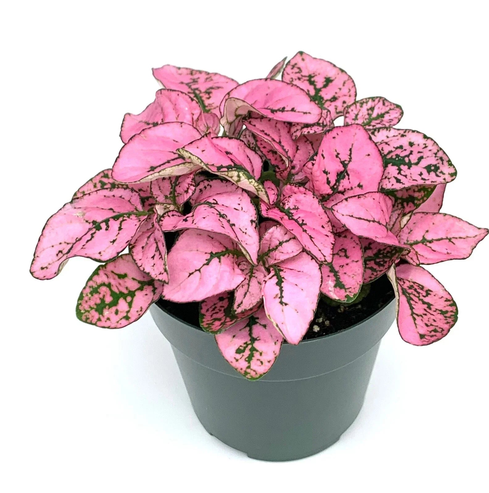Hypoestes Pink Splash Live Potted House Plant 2.5" Pot, Air Purifying, Hypoestes phyllostachya