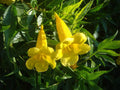 Organic Esperanza Seeds - 25+ Yellow Bells, Yellow Elder Bush, Tecoma Stans Non-GMO Gardening Seeds