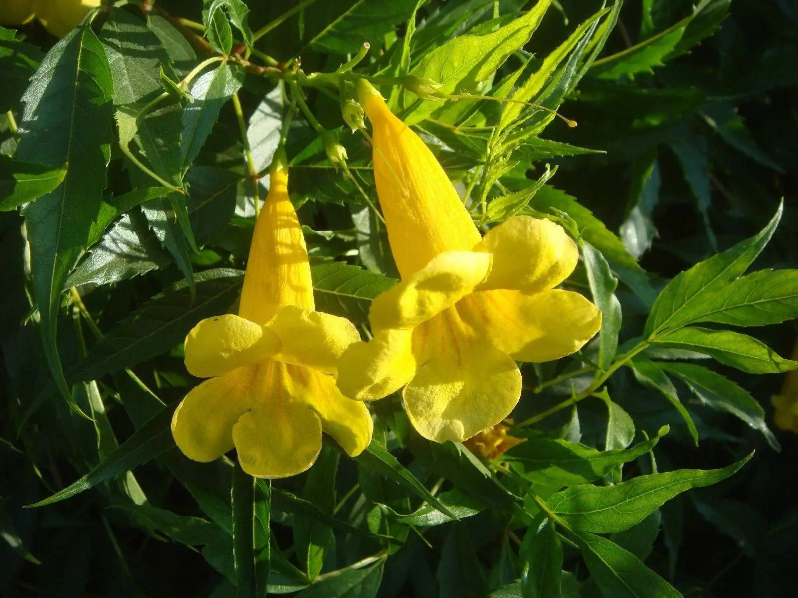 Organic Esperanza Seeds - 25+ Yellow Bells, Yellow Elder Bush, Tecoma Stans Non-GMO Gardening Seeds
