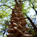 Hercul's Club Tree Seeds, Rare Zanthoxylum clava-herculis, Gardening, Landscaping, Planting, 20 Seeds