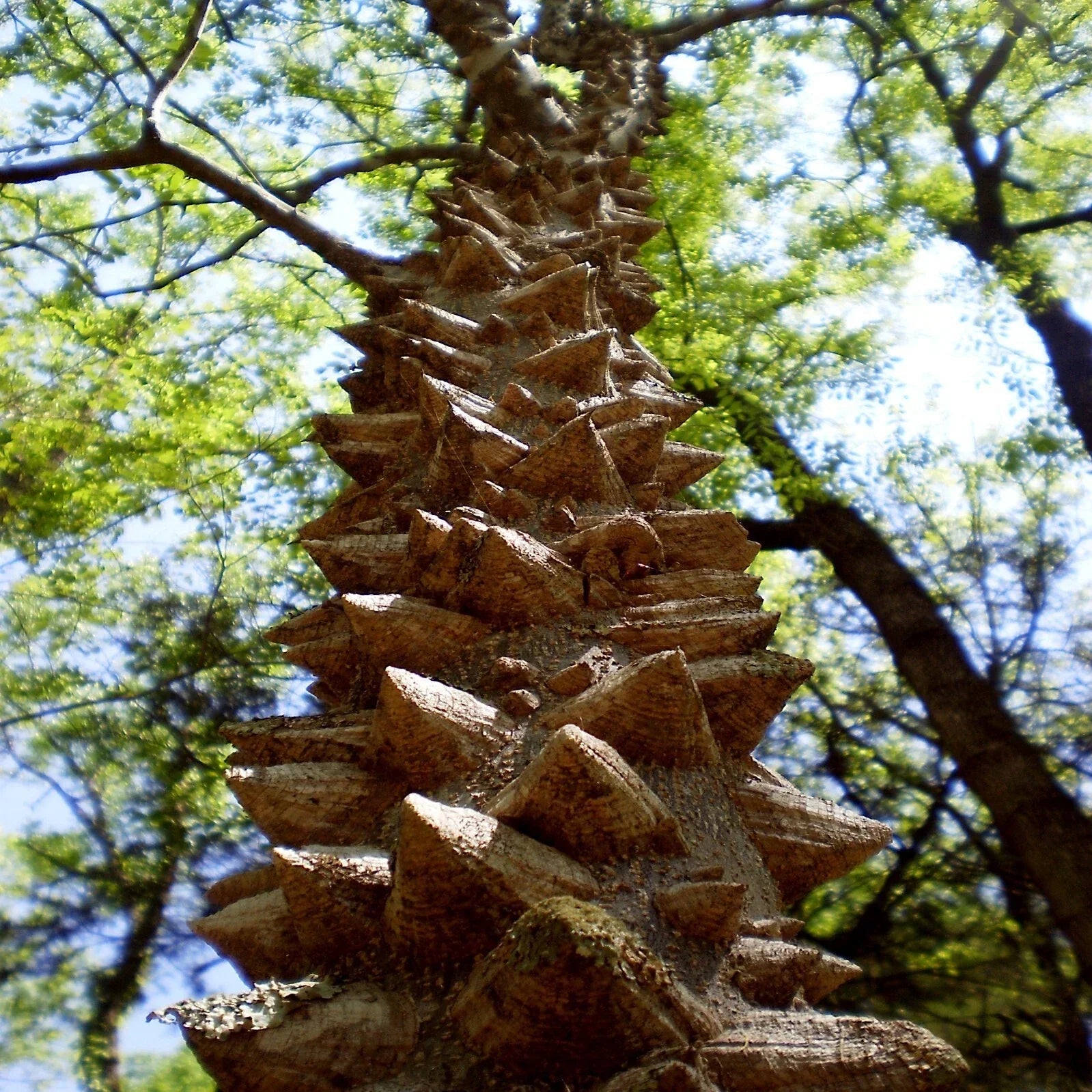 Hercul's Club Tree Seeds, Rare Zanthoxylum clava-herculis, Gardening, Landscaping, Planting, 20 Seeds