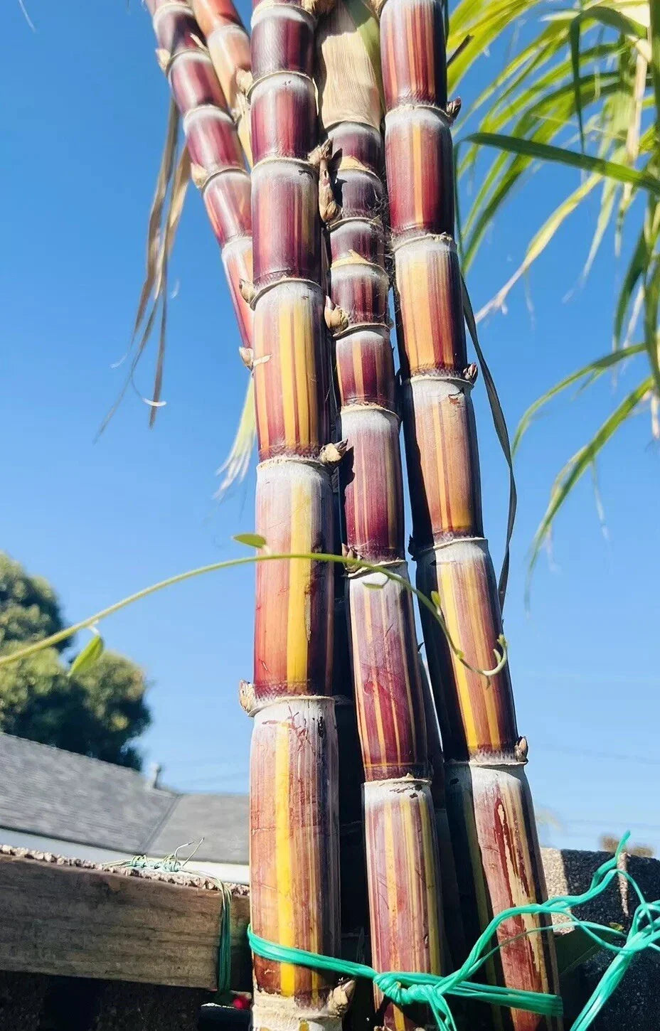 Rare Jamaican Variegated Sugarcane Cutting - Striped Sugar Cane with 2 Nodes