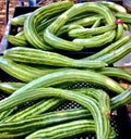Armenian Dark Green Cucumber Seeds - Organic, Non-GMO, Open-Pollinated, Cucumis melo var. flexuosus, Vining, Fresh Eating, Salad, Pickling