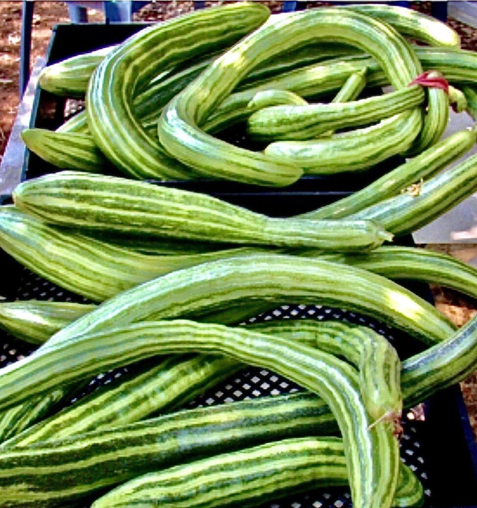 Armenian Dark Green Cucumber Seeds - Organic, Non-GMO, Open-Pollinated, Cucumis melo var. flexuosus, Vining, Fresh Eating, Salad, Pickling