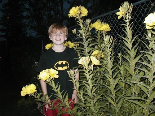 Primrose Evening Seeds - 1000 Pack, Reseeds Easily, Oenothera biennis, Perennial Flower for Gardens, Borders & Containers