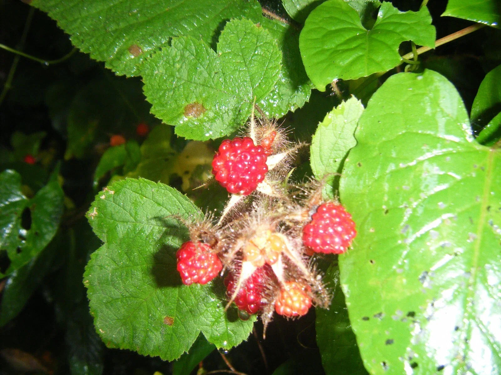 Live Japanese Raspberry Plants - Rubus palmatus, 3 Pack, 5-Inch Rooted Growth, Perennial Shrubs for Garden or Container Planting