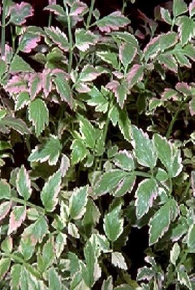 Live Variegated Water Celery Plant - Potted Oenanthe javanica for Ponds, Water Gardens, Aquatic Marginal Plant