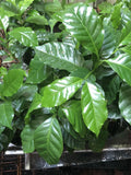 Coffee Plant 4-Inch Pot – Coffea Arabica Indoor Houseplant, 4-5 Plants, Bushy Evergreen Shrub