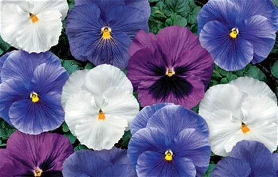Pansy Seeds 50 Count Delta Cool Water Mix Viola x wittrockiana Garden Flower Seeds