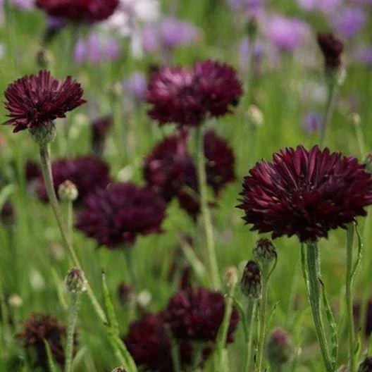 Cornflower Seeds - 200 Seeds - Almost Black Purple Bachelor's Button - Non-GMO Centaurea cyanus Annual Flower