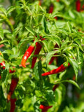 Cayenne Pepper Seeds - Heirloom NON-GMO Pesticide-Free Seed Packet for Spicy Vegetables, Capsicum annuum, 30+ Seeds