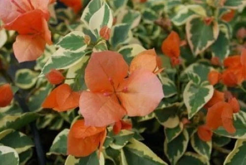 Orange Ice Bougainvillea Starter Plant - Small Well-Rooted Climbing Bougainvillea glabra, Rare HTF, Vibrant Orange & White Bracts