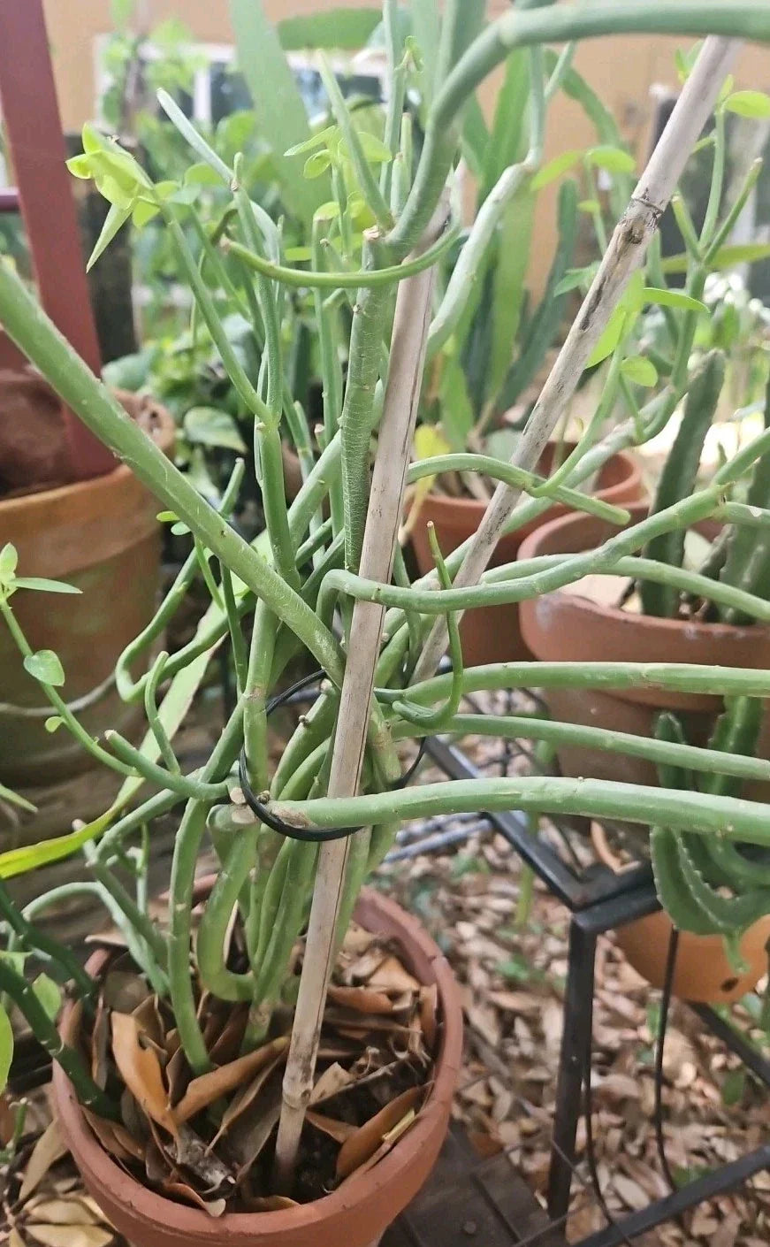 Euphorbia lupulina Cuttings - 3 Easy to Root 5-Inch Brazilian Succulent Propagation Material