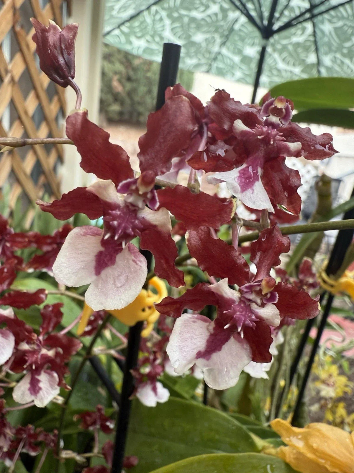 Orchid Plant Bare Root Small Bulb Oncidium 'Sharry Baby' Fragrant Epiphytic Orchid