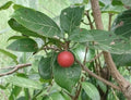 African Red Peach Tree Seeds - Nauclea latifolia, Fruit-Bearing Ornamental Tree, 20 Pack for Planting
