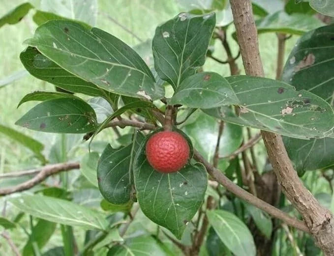 African Red Peach Tree Seeds - Nauclea latifolia, Fruit-Bearing Ornamental Tree, 20 Pack for Planting