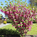 Red Flowering Currant Shrub Seeds - 10 Pack Ribes sanguineum Ornamental Hedge Bush for Garden Pollinators