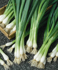 White Lisbon Onion Seeds – Non-GMO Heirloom Allium fistulosum Bunching Scallions, 250+ Seeds for Garden & Container Cultivation