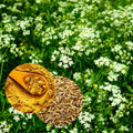 Cumin Seeds for Planting - Brown Jeera Zeera - Indian Variety from Rajasthan & Gujarat - Cuminum cyminum, Organic, Non-GMO