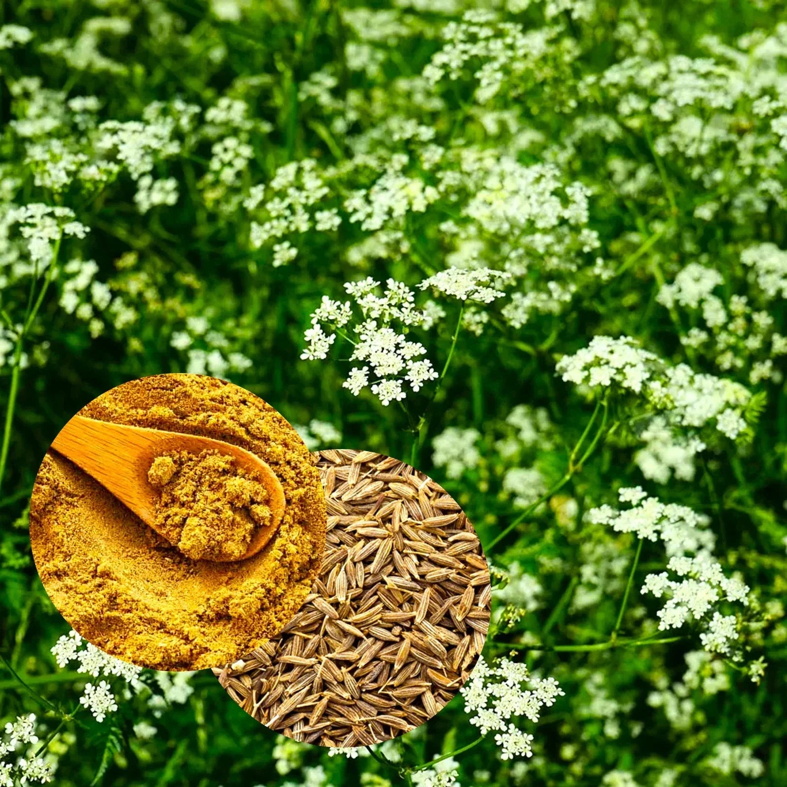 Cumin Seeds for Planting - Brown Jeera Zeera - Indian Variety from Rajasthan & Gujarat - Cuminum cyminum, Organic, Non-GMO