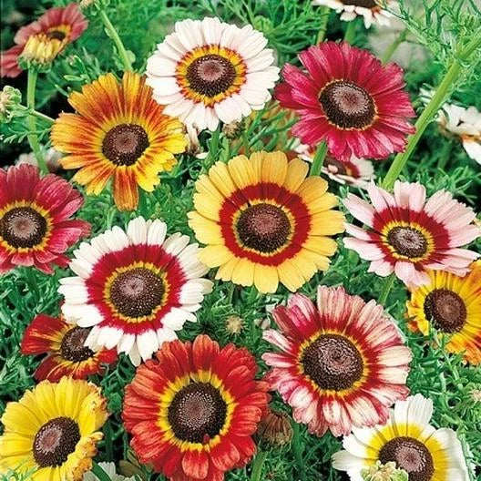 Painted Daisy Seeds - Bulk Perennial Pollinator Seeds - Chrysanthemum carinatum - NonGMO, 1000 Seeds