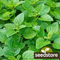 Lemon Mint Seeds | Heirloom Non-GMO Lemon Bee Balm | Monarda citriodora | Herb Garden Seeds for Culinary & Tea