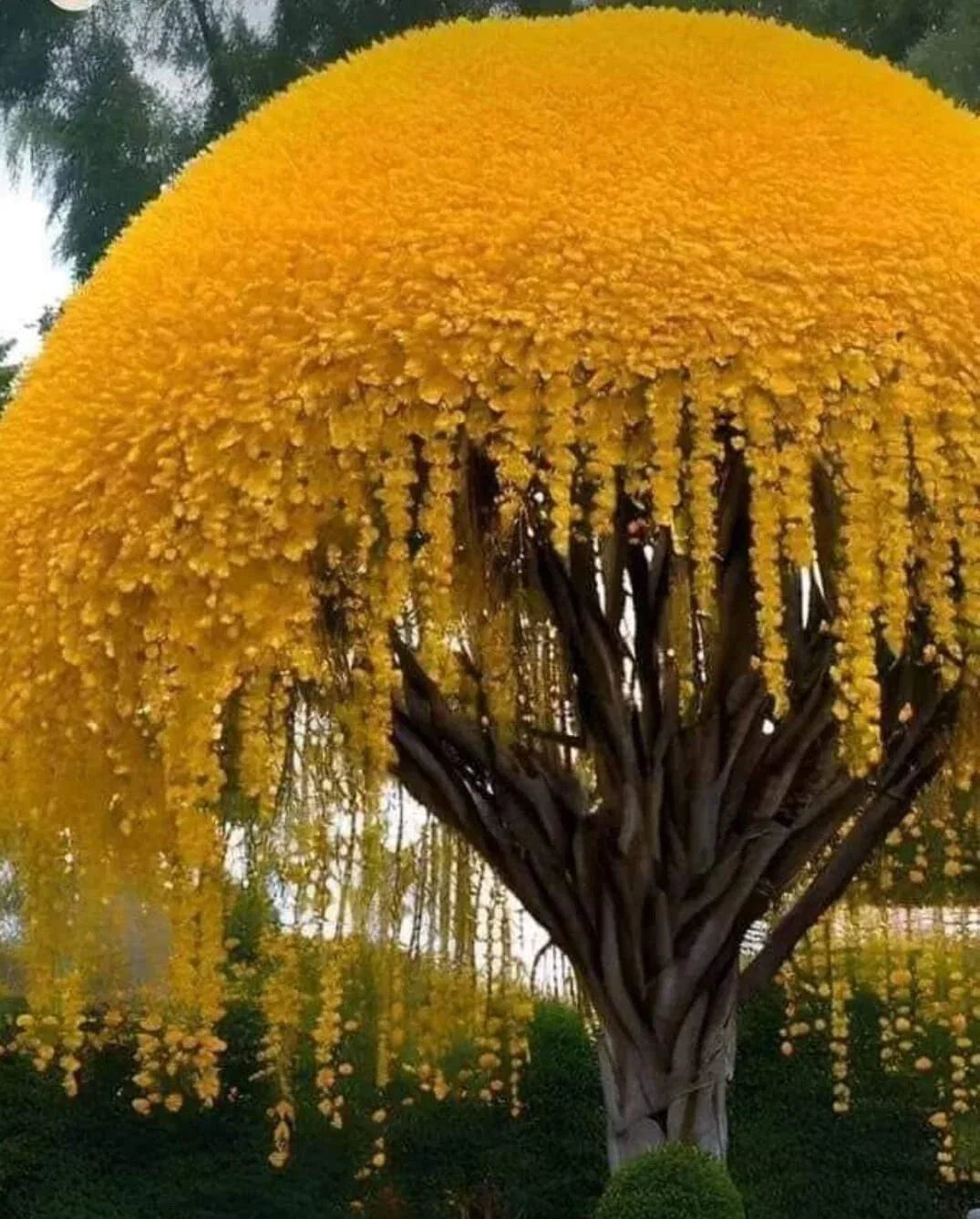 Golden Shower Tree Seeds - Cassia fistula, Tropical Flowering Plant, Weeping Yellow Blooms, 30 Seeds