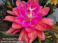 Epiphyllum Cuttings 8-10 Inches - Marmalade Punch Hybrid - Unrooted Epiphyllum Succulent Plant